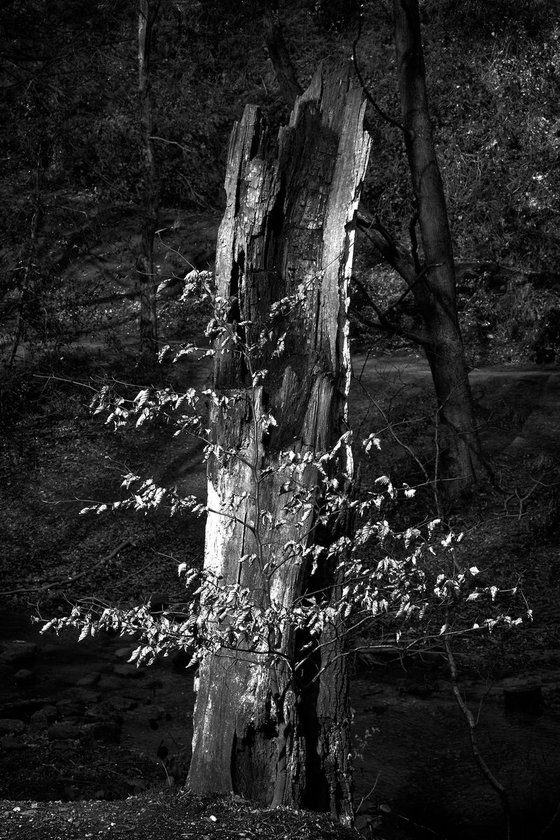 Old Tree and Leaves - Dimmingsdale