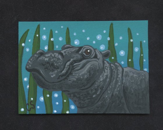 ACEO ATC Original Painting Hippopotamus Wildlife Art-Carla Smale