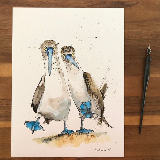 Blue Footed Boobies #02