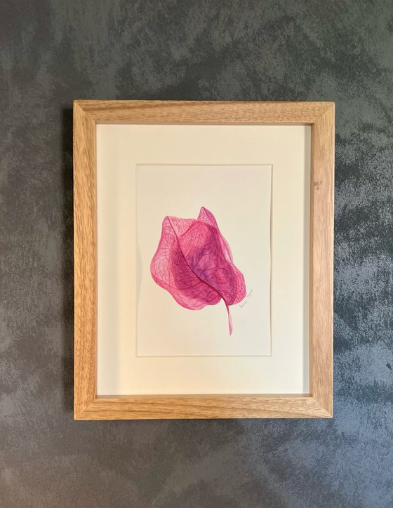 Bougainvillea flower