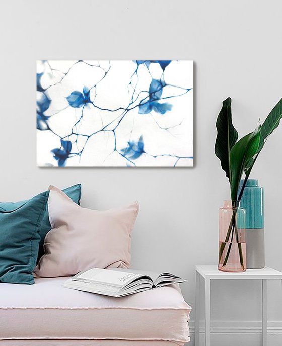 Fragile Blue Magnolia Cyanotype Style