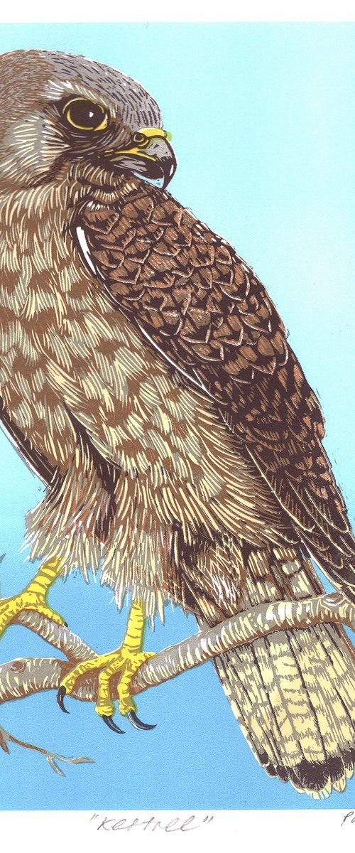 Kestrel by Paula Boyd-Barrett