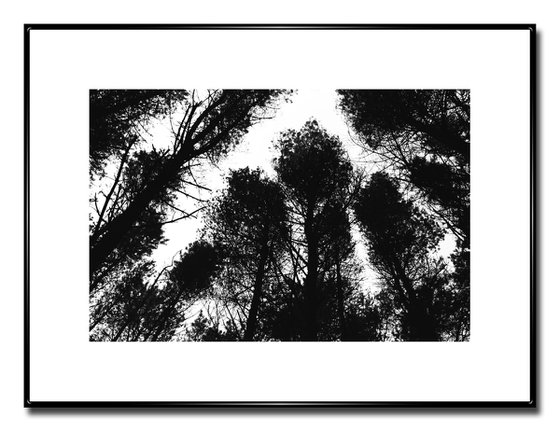 Northern Woods 8 - Unmounted (24x16in)