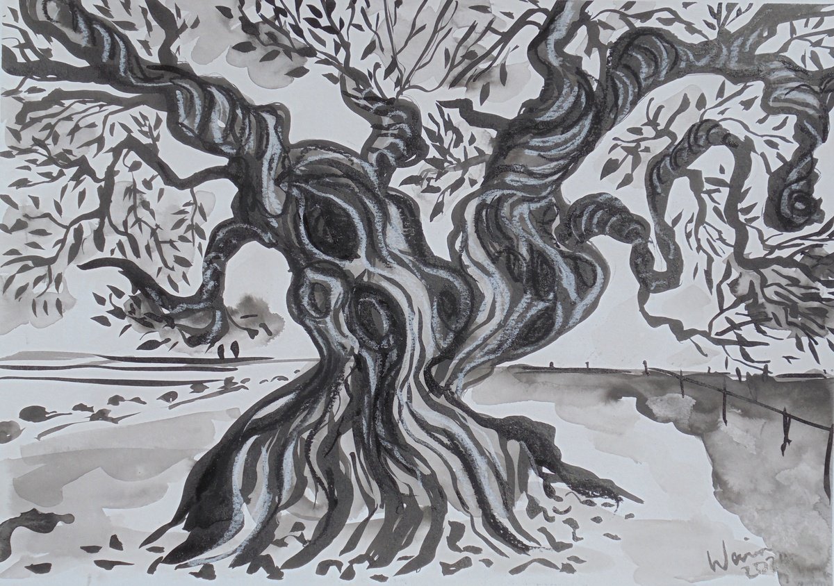 Expressive Botanical Ink Drawing By Kirsty Wain, 17 X 12", The Millennia Old Olive Tree, Original Artwork