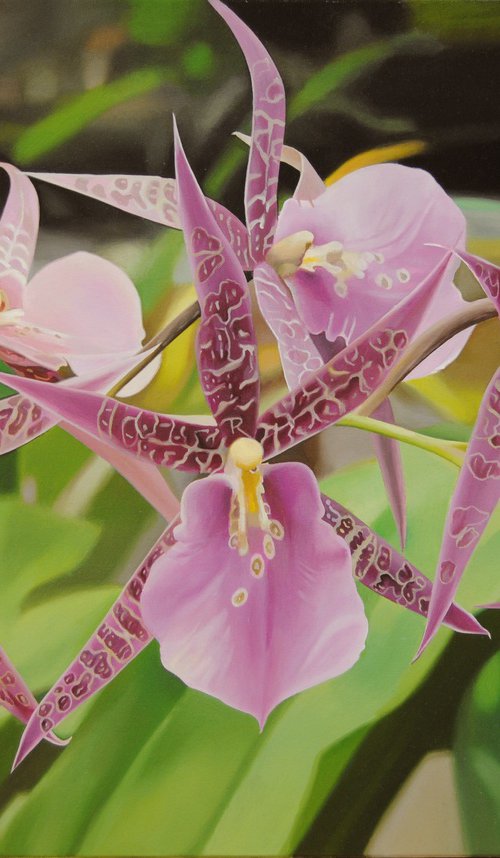 Orchids by Valeri Tsvetkov