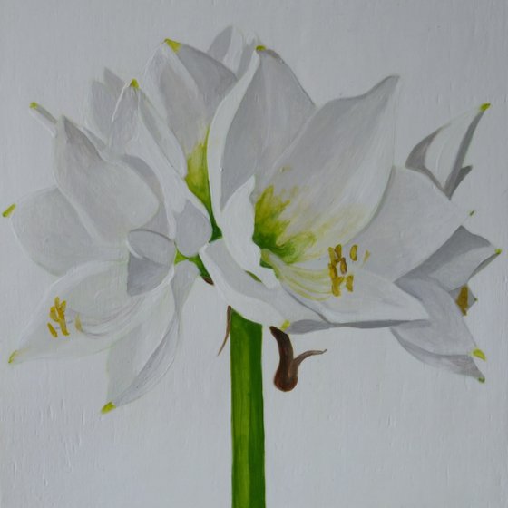 White Amaryllis