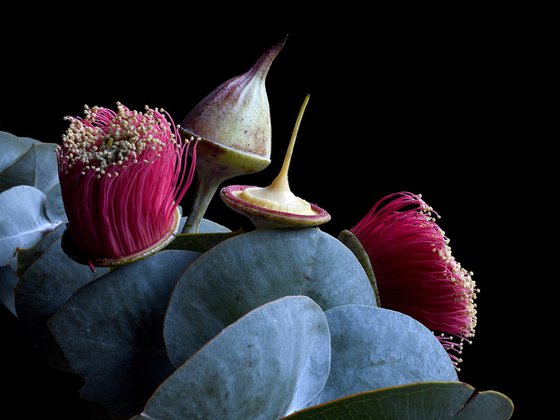 Rose Mallee