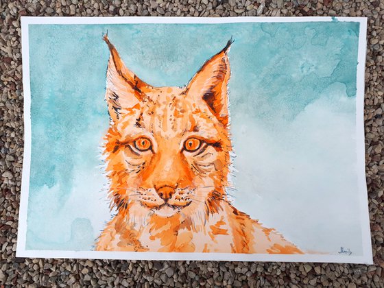"Cute lynx"