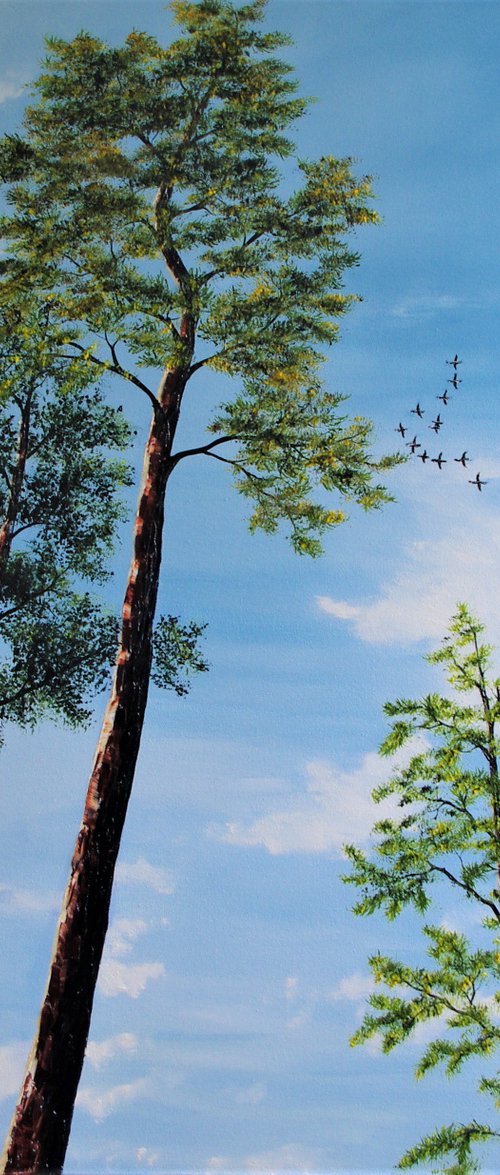 Look Up by Hazel Thomson