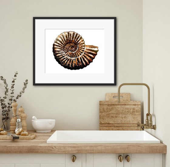 Ammonite (brown) linocut print