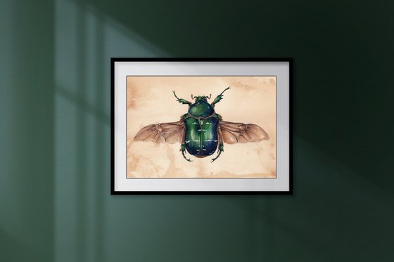 Cetonia aurata, the rose chafer