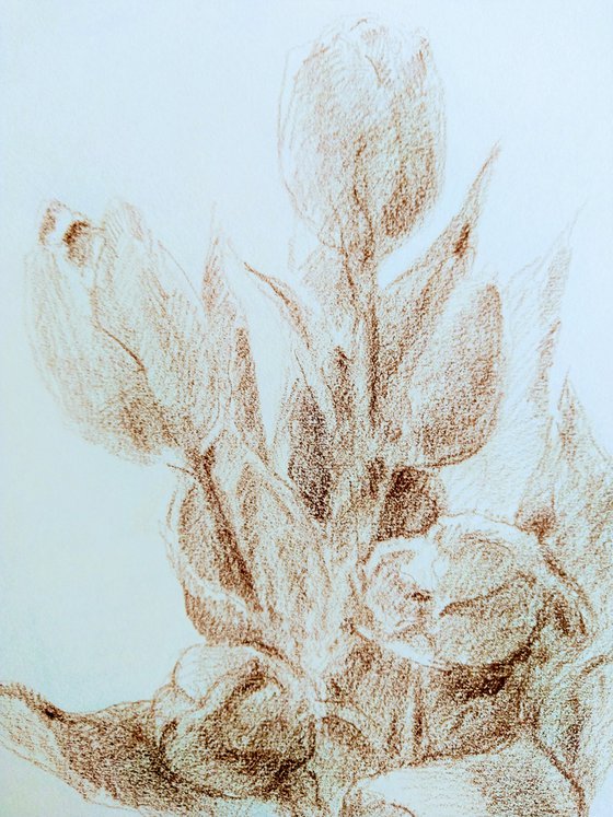 Tulipes #4. Original pencil drawing.