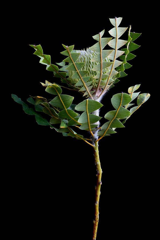 Baxter's Banksia