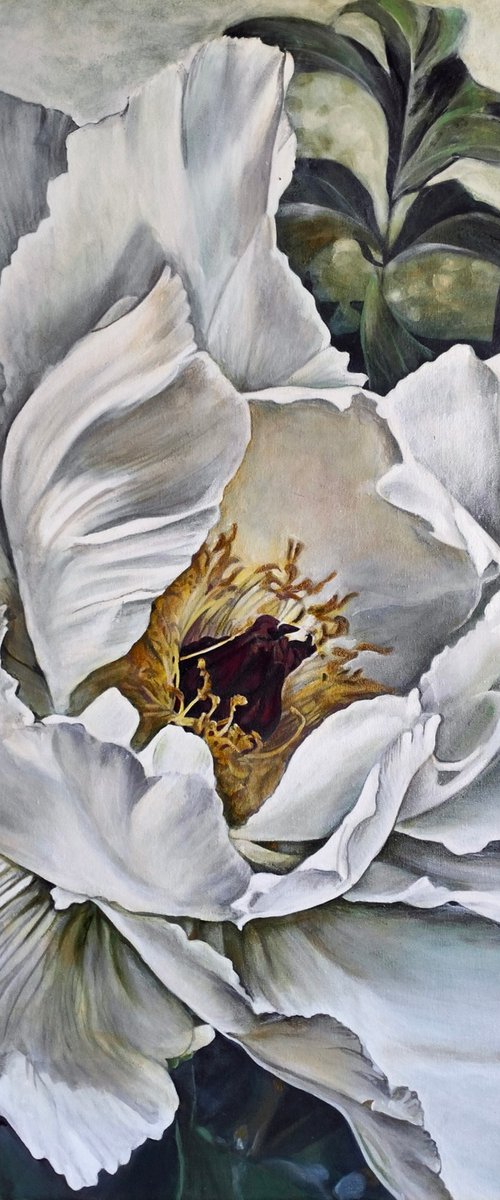 Morning peony by Irina Dmitrieva