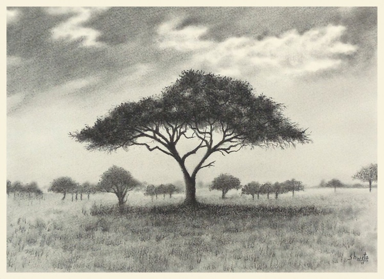 Umbrella Thorn Acacia Tree By Shweta Mahajan Artfinder Acacia trees are found in australia, africa, south america and north america. umbrella thorn acacia tree