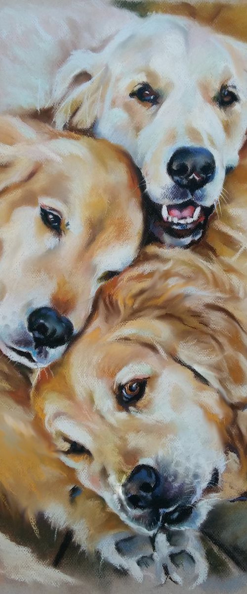 Golden retriever dogs by Magdalena Palega