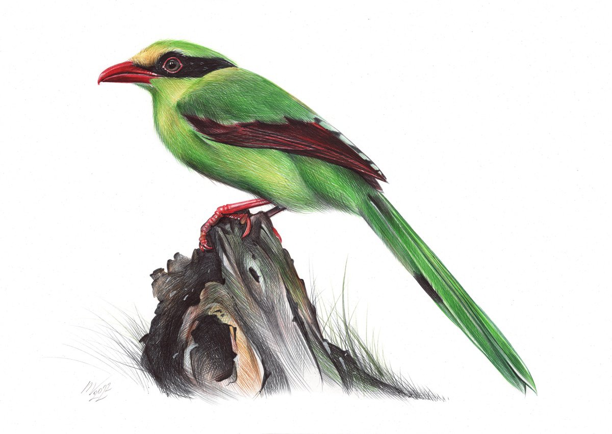 Photorealistic Animal Drawing By Daria Maier, 13 X 9, Common Green Magpie, Original Artwork