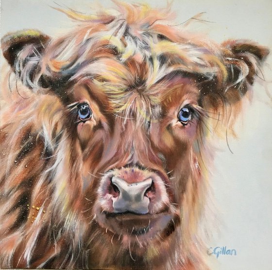 Blue Eyed Boy, original oil painting Highland Cow 14x14"
