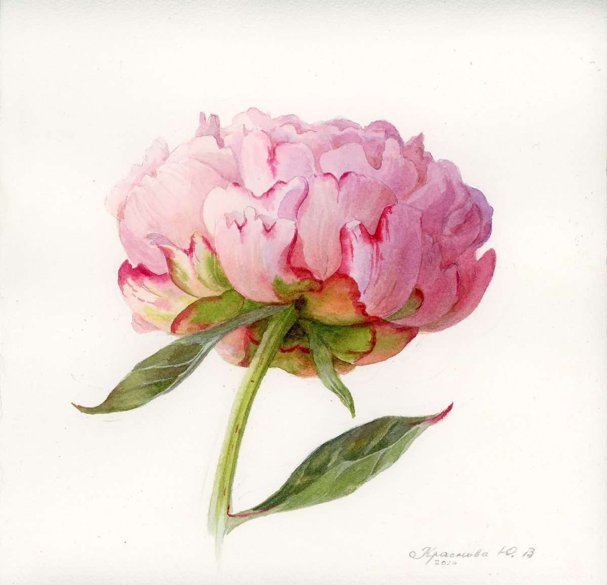 Photorealistic Botanical Watercolour By Yulia Krasnov, 9 X 8", Peonies. Set Of 3 (2024), Original Artwork