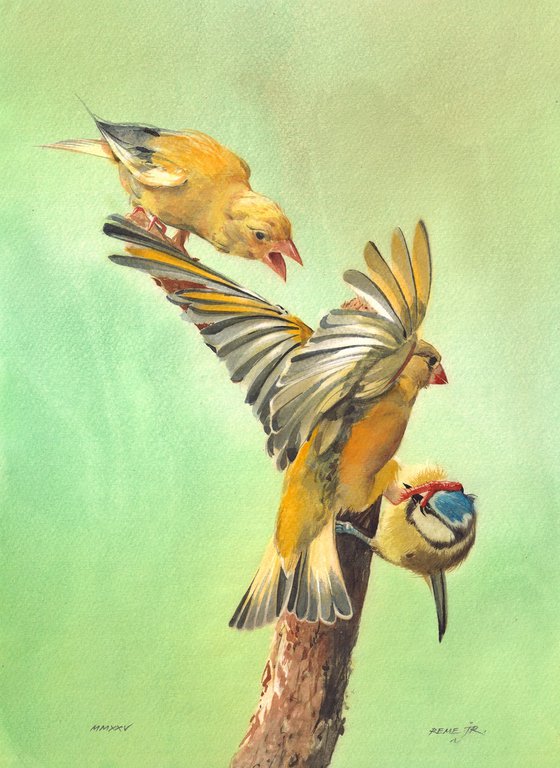 Bird Fight