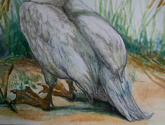 Swan Study IV