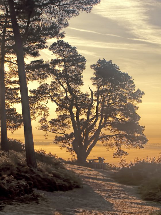 Sunset Tree