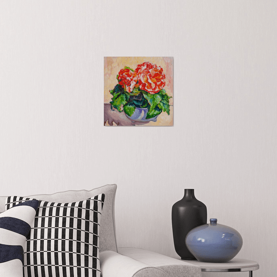 Begonia