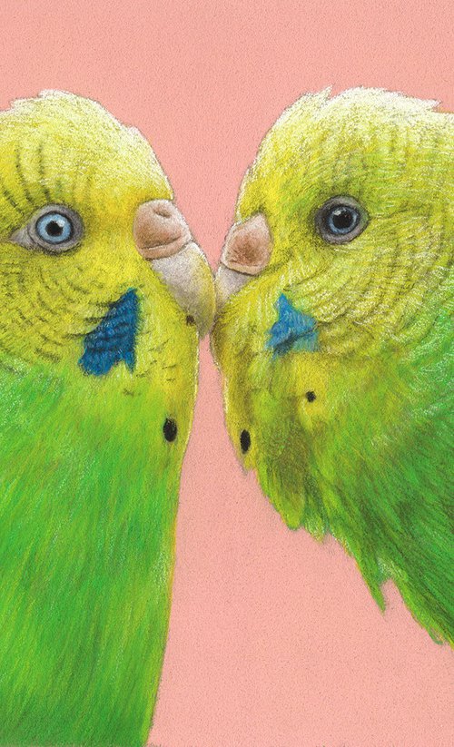 Original pastel drawing bird "Budgerigars" by Mikhail Vedernikov