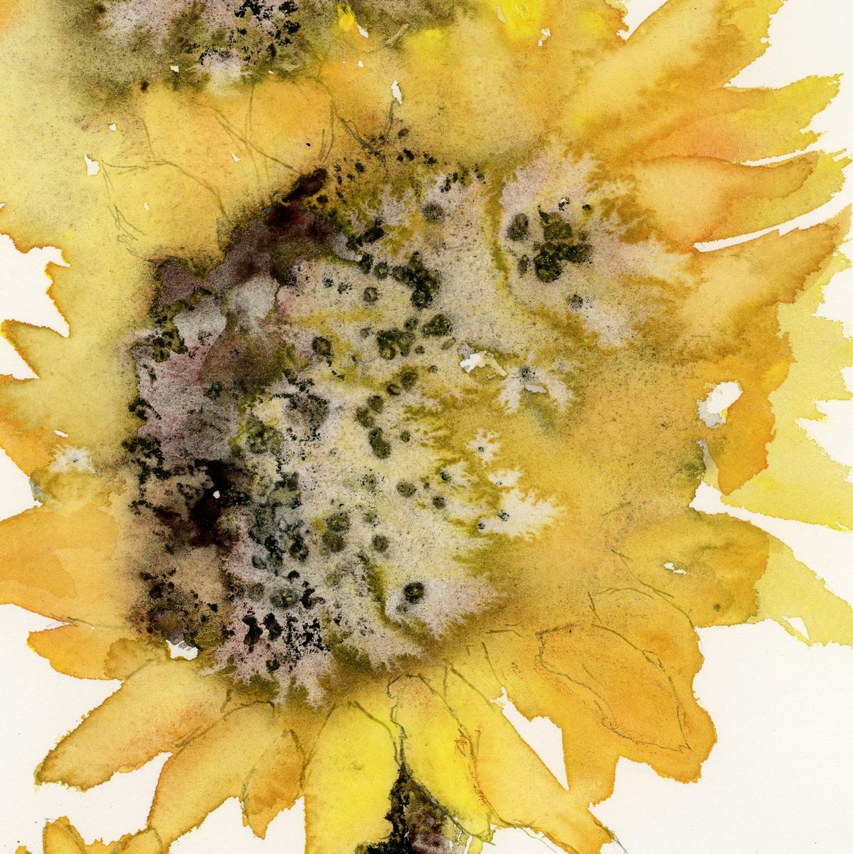 Impressionistic Botanical Watercolour By Alex Tolstoy, 6 X 6, Large Sunflower, Original Artwork