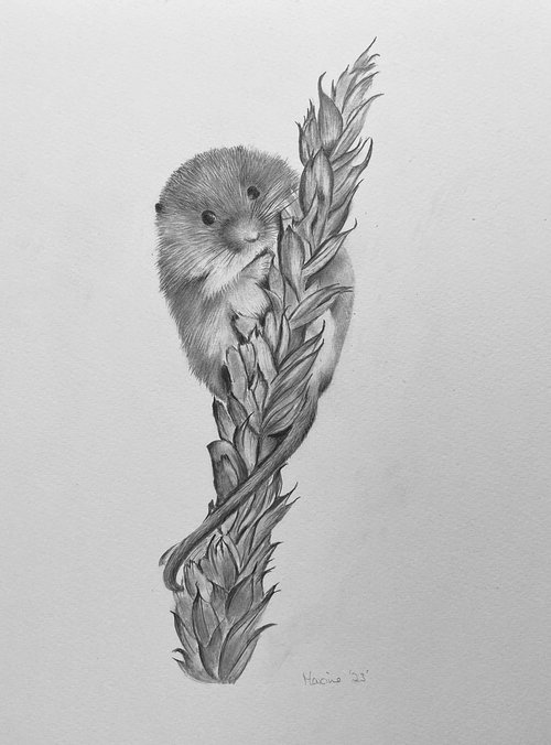 Harvest mouse by Maxine Taylor