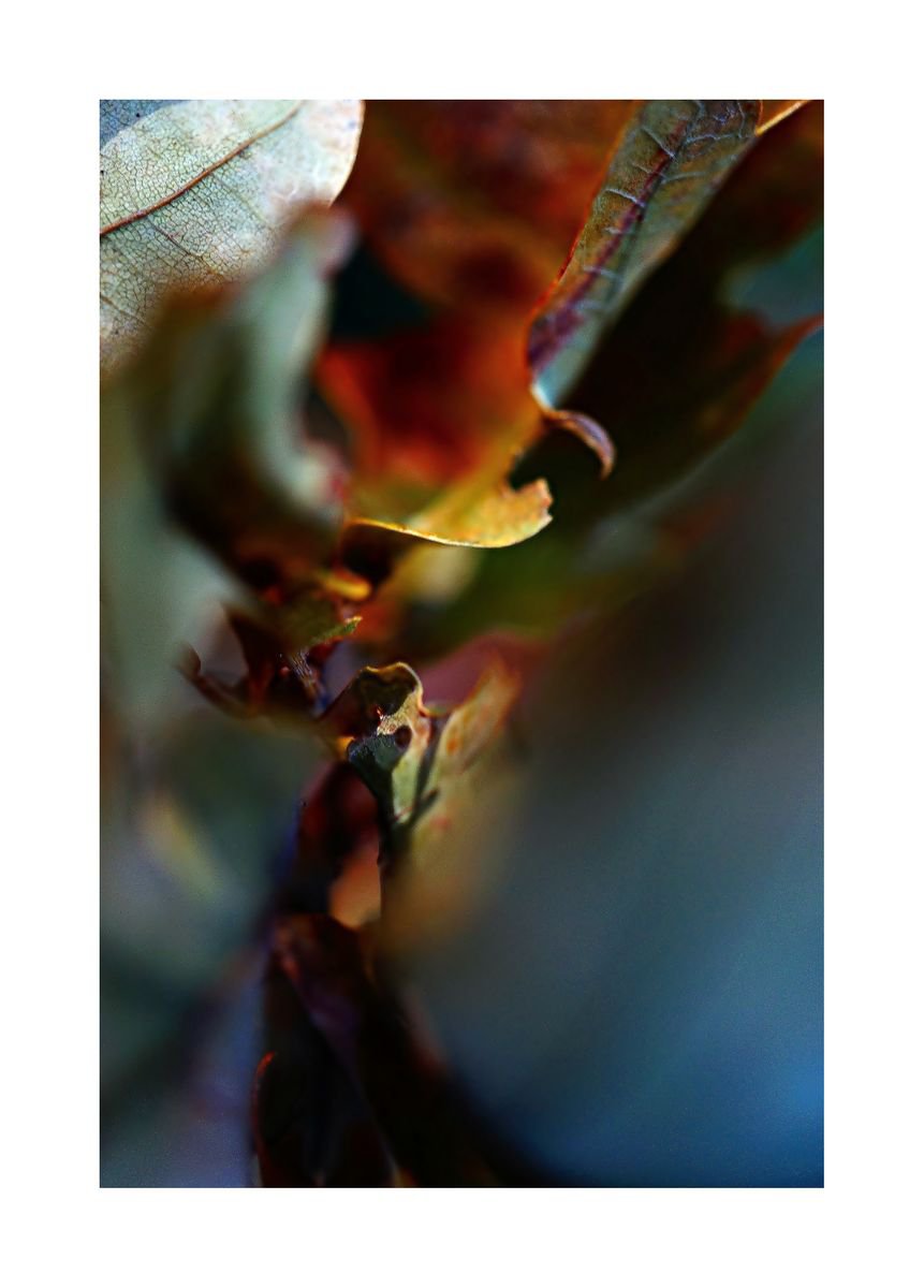 Abstract Nature Photography 04 (LIMITED EDITION OF 15) by Richard Vloemans