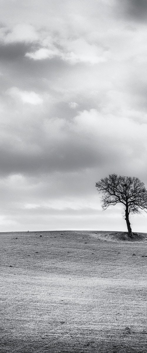 A lone tree on a hill top BW (10") by Karim Carella