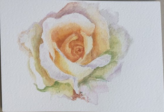 Rose #1 unframed. small gift idea. Botanical art.