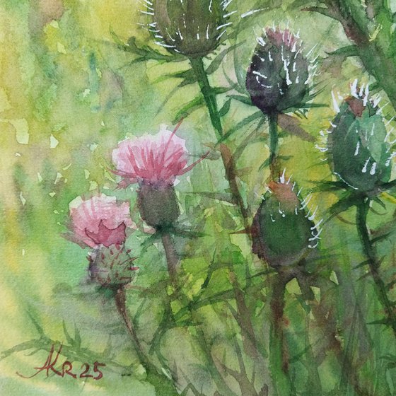 Scottish Thistle bush