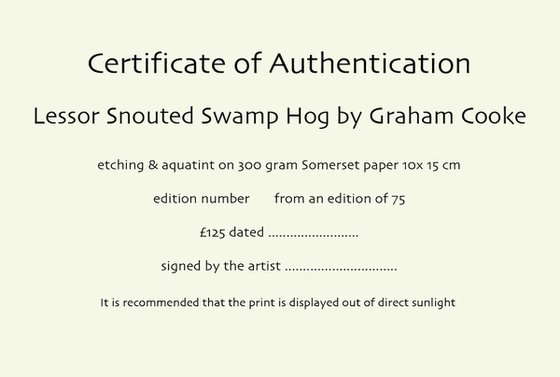 Lessor Snouted Swamp Hog
