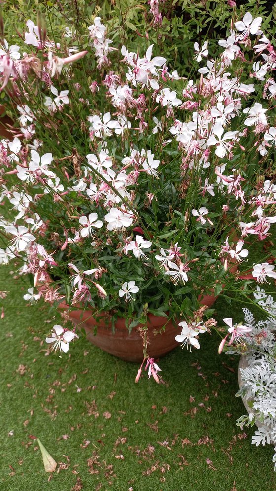 GAURA