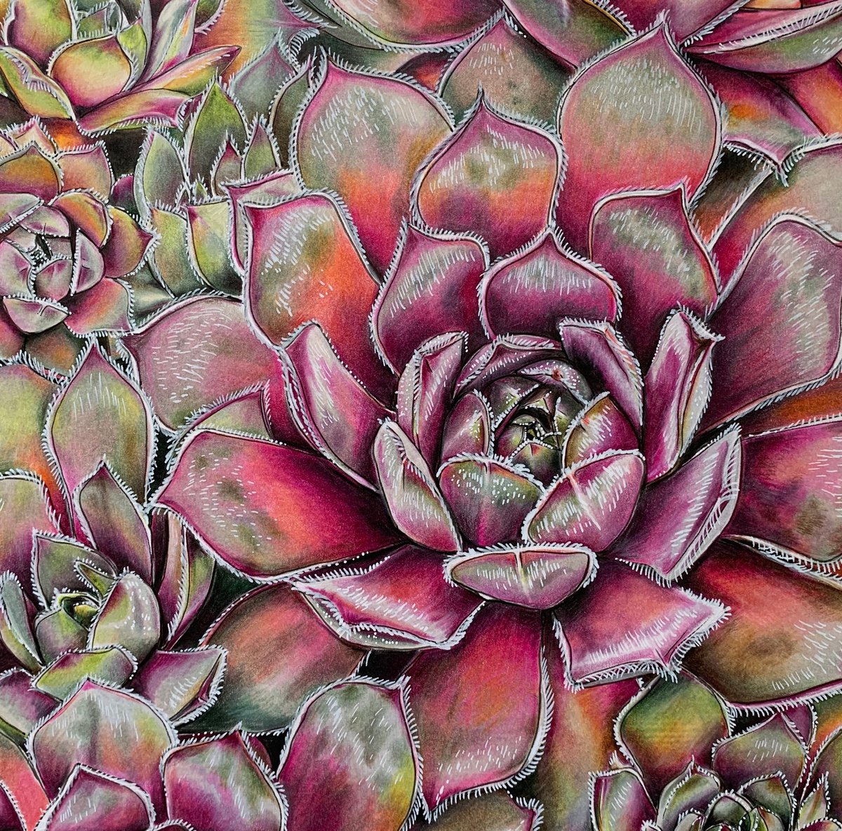 Painting , Vibrant Succulents By Karen Elaine Evans, 10 X 10, Artwork For Sale On Artfinder