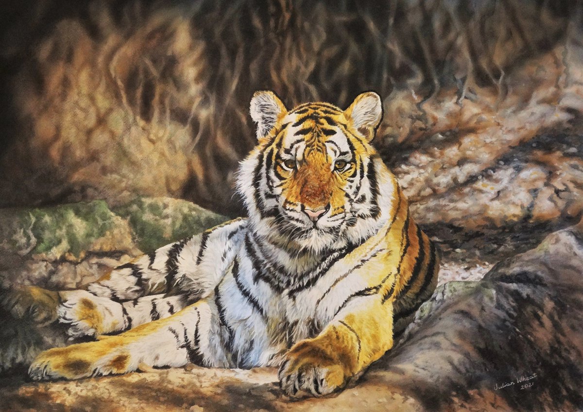 Watching you,Royal Bengal Tiger by Julian Wheat