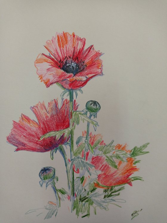 my favorite poppies