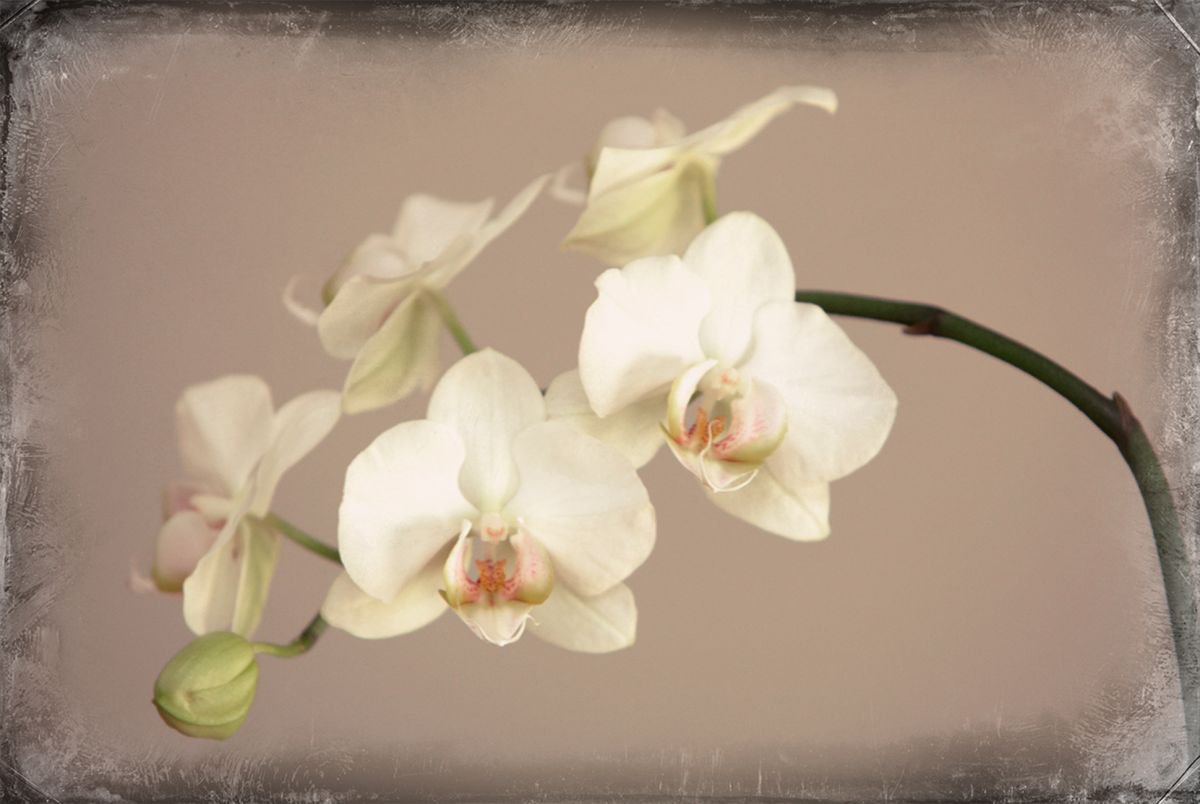 Organic Photograph , Orchid #1 By Louise O