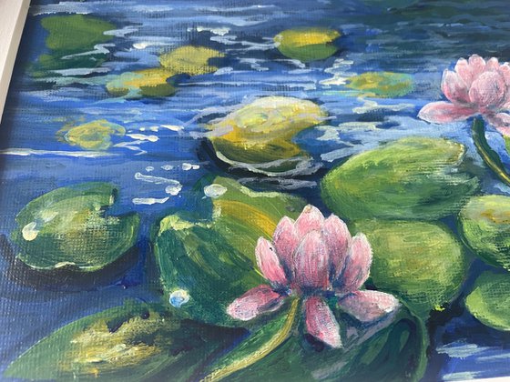 Pink water lilies