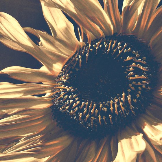 Boho Sunflower