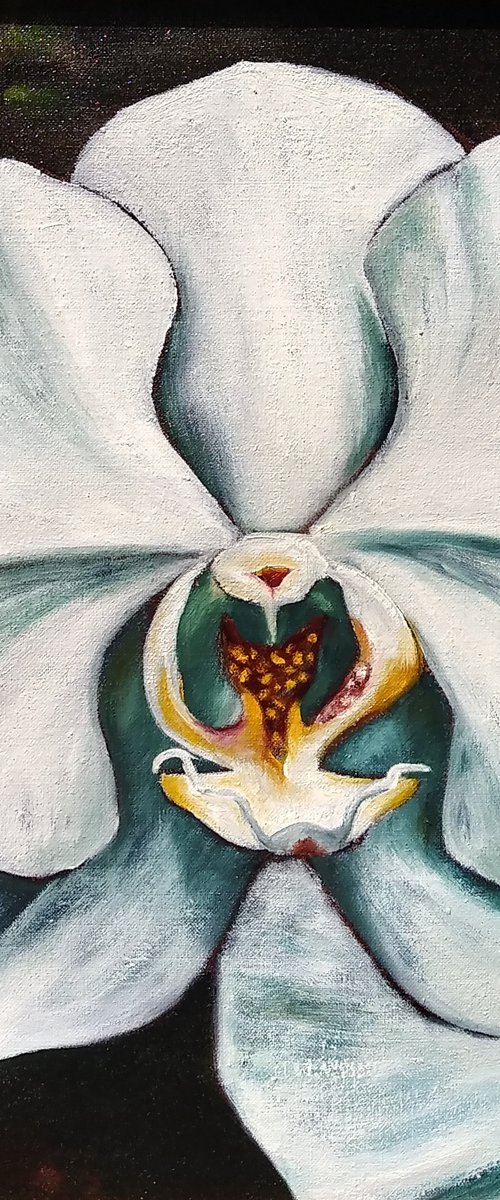 "Moth Orchid I" by Lorie Schackmann