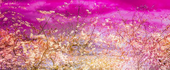 The colors of spring IX