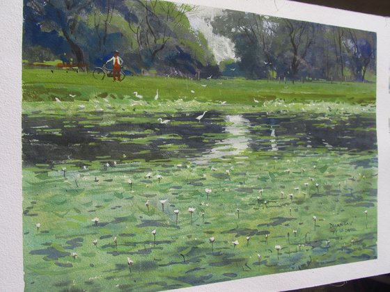 Water lilies