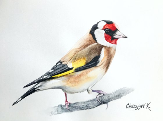 Goldfinch FROM COLLECTION "WATERCOLOR BIRDS"