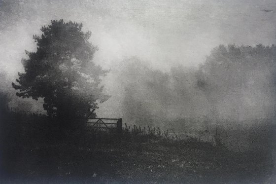 Misty Meadow