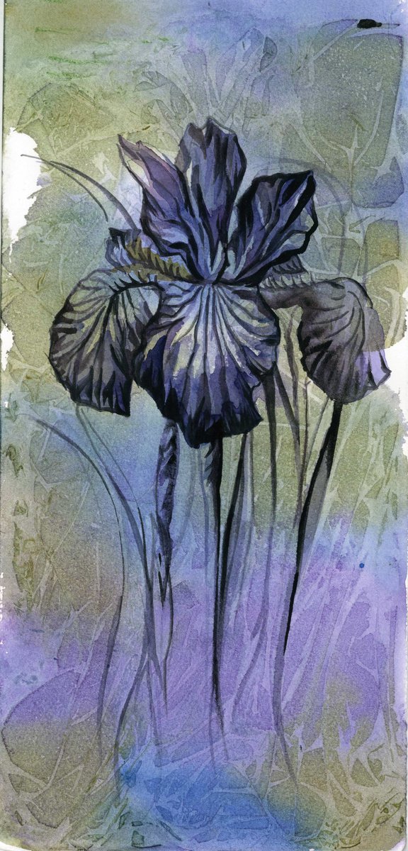 Expressive Botanical Ink Drawing By Alfred Ng, 7 X 15, Iris With Blues, Original Artwork