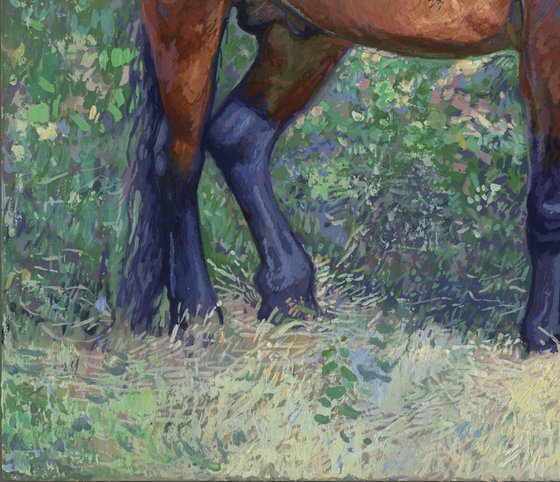 Horse in the shade of trees