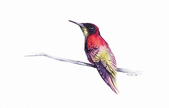 Hummingbird, 20x30cm, birds, wildlife and animals watercolours